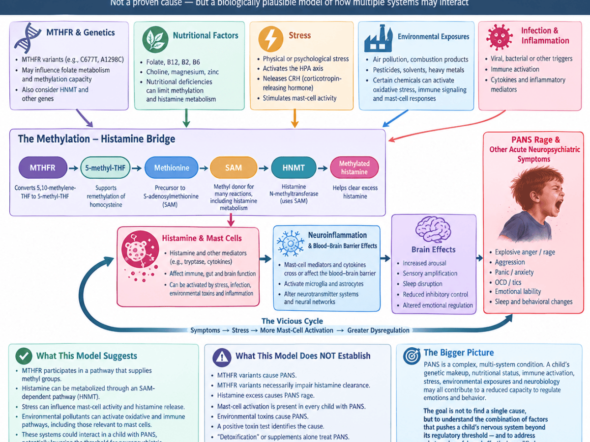 MTHFR, Histamine, Stress, Environmental Exposures and Rage in Pediatric Acute-Onset Neuropsychiatric Syndrome