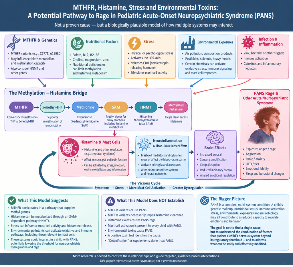 MTHFR, Histamine, Stress, Environmental Exposures and Rage in Pediatric Acute-Onset Neuropsychiatric Syndrome